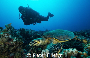 Hawksbill with diver by Pieter Firlefyn 